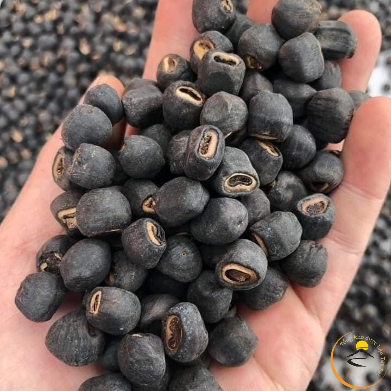 Hạt Chuối hột rừng Cô Đơn loại 1 Thượng hạng , đánh bay sỏi thận, tốt cho tiểu đường