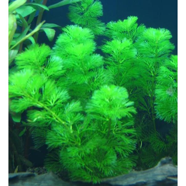 1 khóm Cây la hán xanh - cây rong thủy sinh đẹp mềm mại