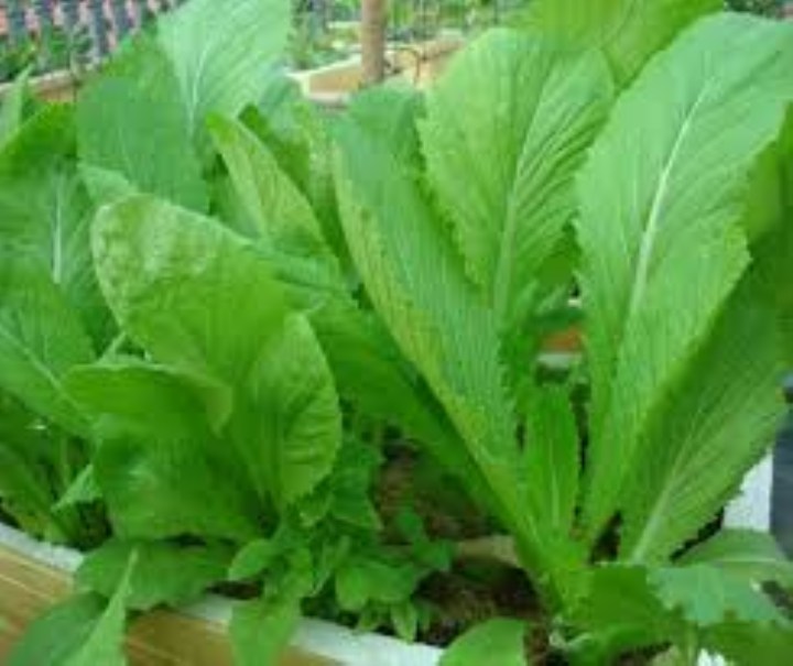 Hạt giống cải mơ 20 gram