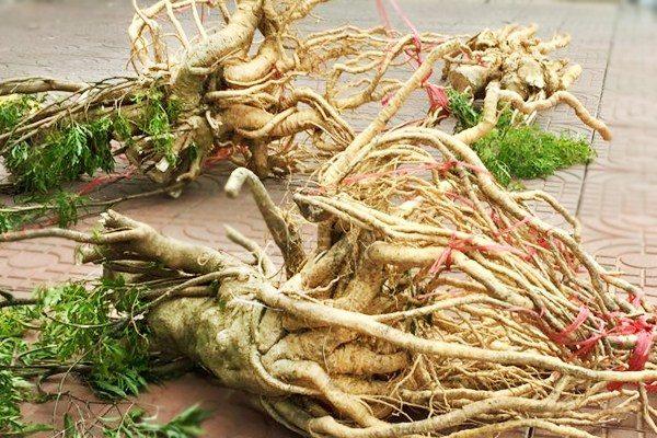 [CHÍNH HẢNG] củ đinh lăng tươi ( nguyên củ)