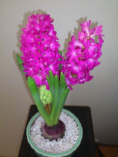 Củ hoa tiên ông hồng đậm - dạ lan hương - 1 củ