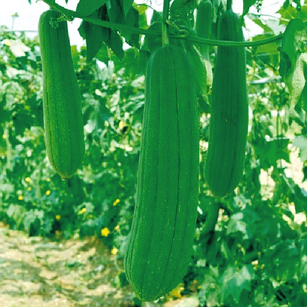 Gói 5 hạt giống mướp hương Nhật Bản