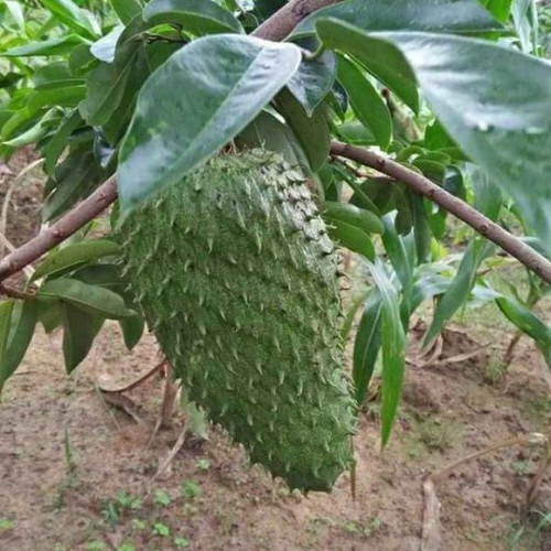 Mẵng cầu gai giống cây+ tặng ( 0,5kg) phân thỏ hữu cơ