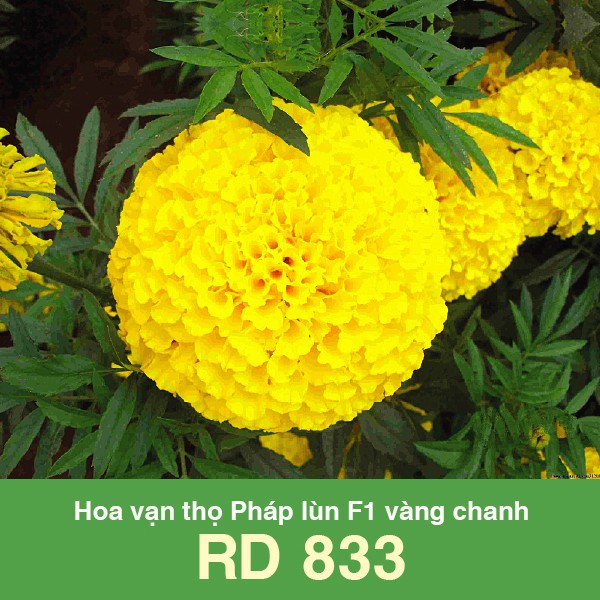 Hạt giống rđ-vạn thọ pháp lùn f1 vàng chanh-833-12k