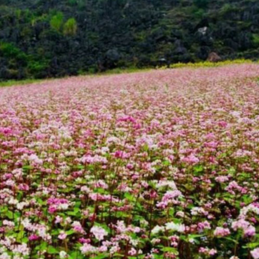 hạt giống hoa tam giác mạch