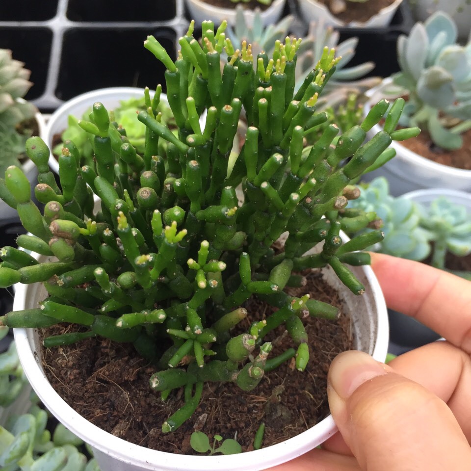 Sen Đá San Hô Xanh size trung