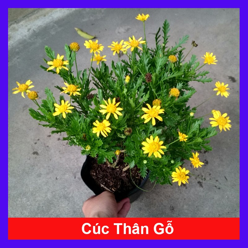 Cúc thân gỗ đang cho hoa và nụ giao chậu quy cách như hình + tặng phân bón cho cây