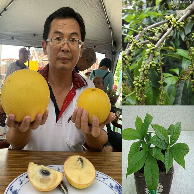 Vú sữa Hoàng Kim...(giống mới)