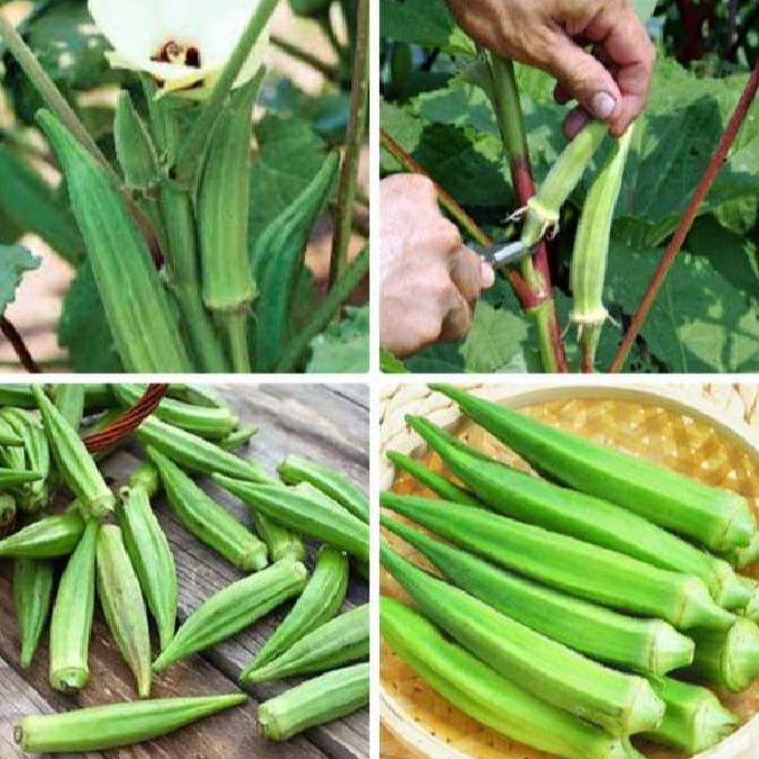 Hạt giống đậu bắp xanh siêu trái-gói 10 gram