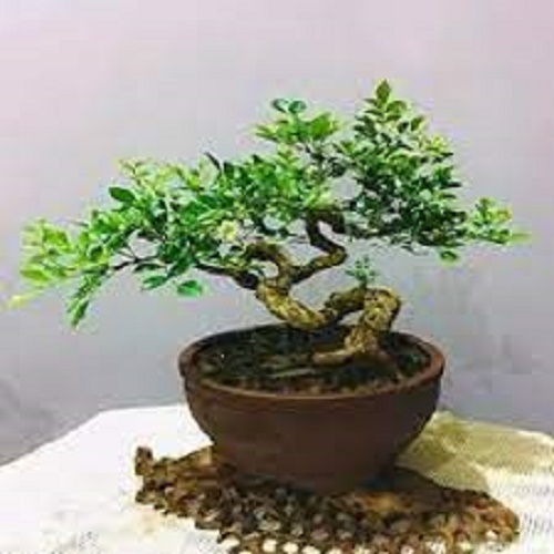 Chậu cây nguyệt quế lùn bonsai cam kết chất lượng - nqlbs