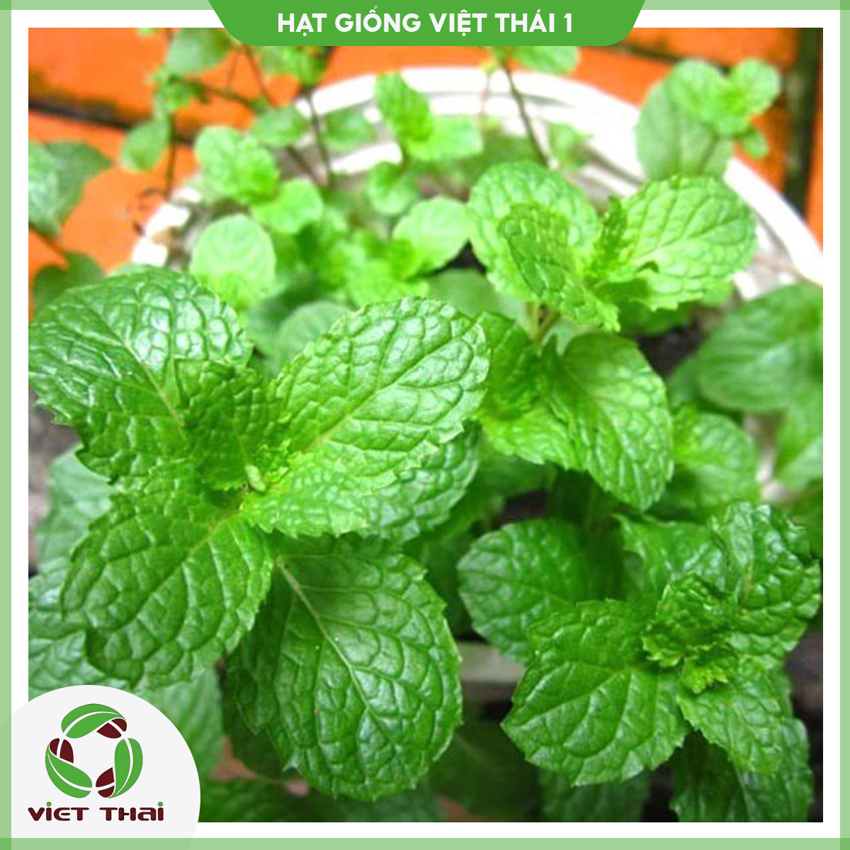 Hạt giống rau bạc hà thái- hgvt1