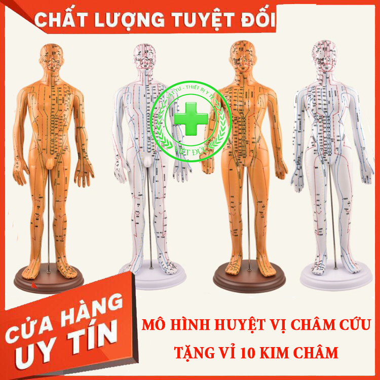 Mua Huyệt vị kinh lạc cơ thể người Huyệt vị  Đồ giải  Đồ hình Nam nữ   Tiki