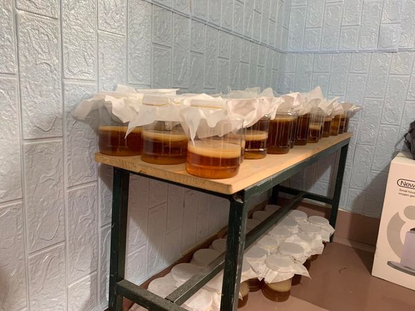 Combo 3 con nấm làm trà Kombucha