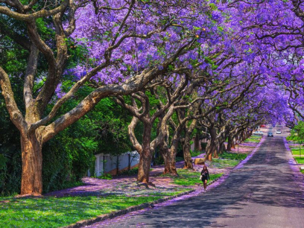Cây giống hoa Phượng Tím - Jacaranda mimosifolia