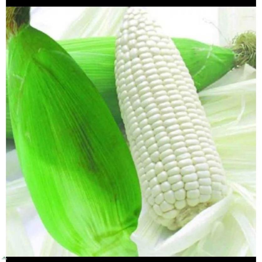 Hạt giống bắp nù - gói 100 gram