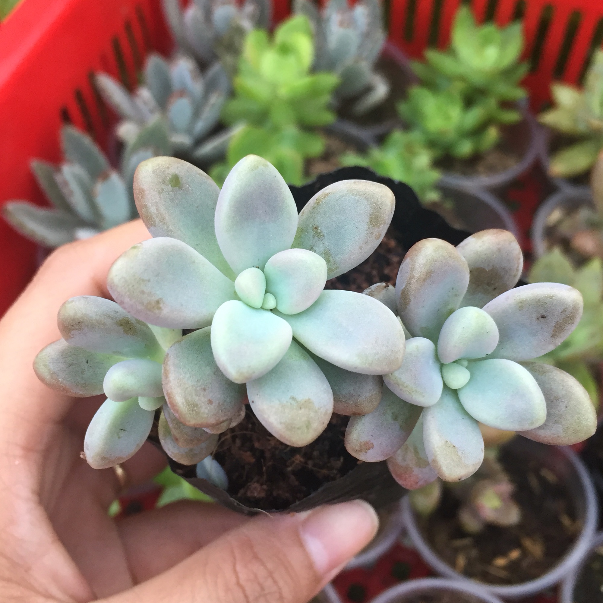 Sen Đá Kim Tuyến size bầu - Cây Văn Phòng - Cây Phong Thủy - Cây Để Bàn - Cây Khỏe Lên Màu Đẹp Mộc Miên Garden