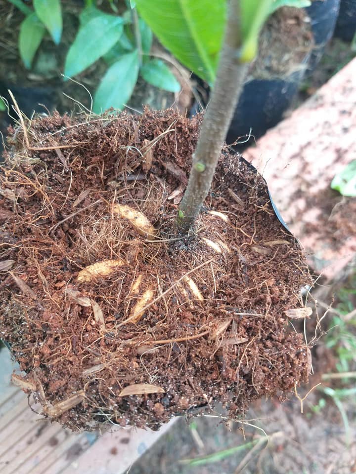 Cây Mai Con Quấn Rễ Trái Bí