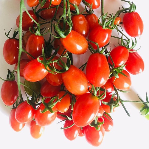 Hạt giống cà chua bi chùm đỏ 30 hạt