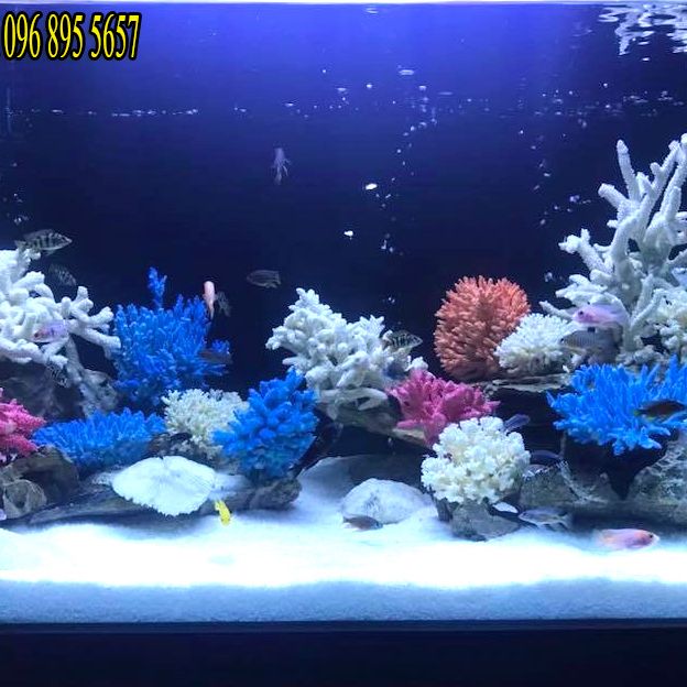 San hô trắng trang trí bể cá , bể thủy sinh size nhỏ