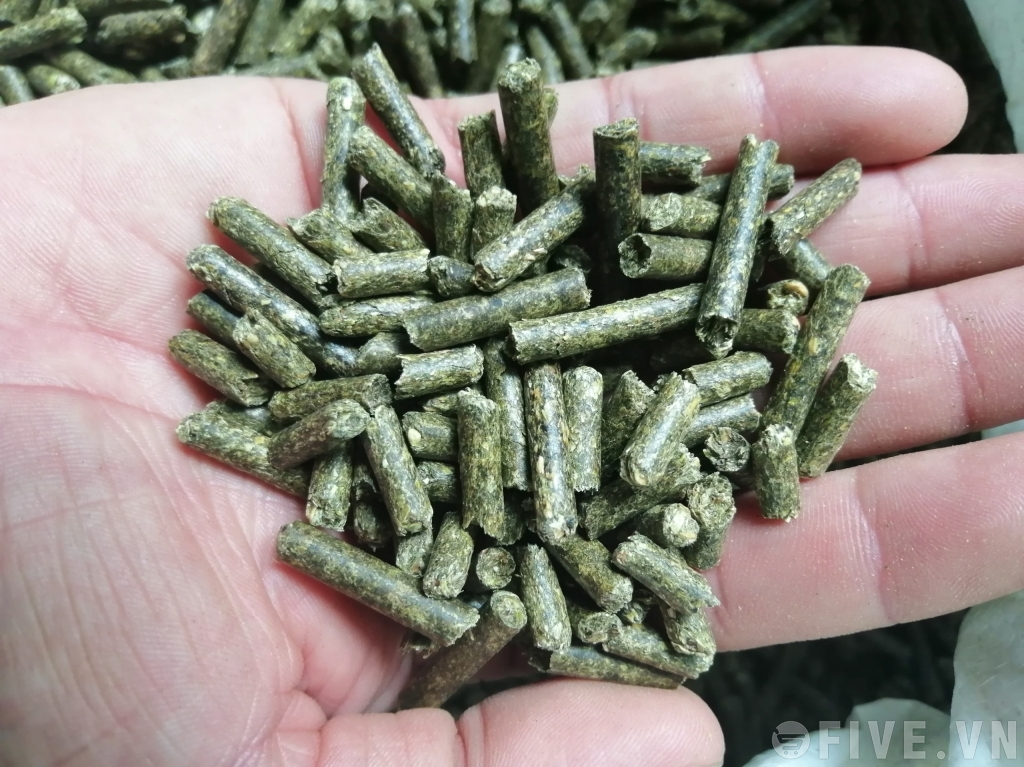 Cỏ linh lăng Alfalfa 3ly dành cho gà đá thỏ bọ - Pet Food Store.