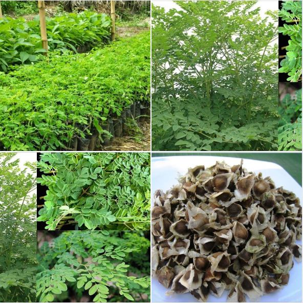 Hạt giống cây chùm ngây-gói 20 hạt