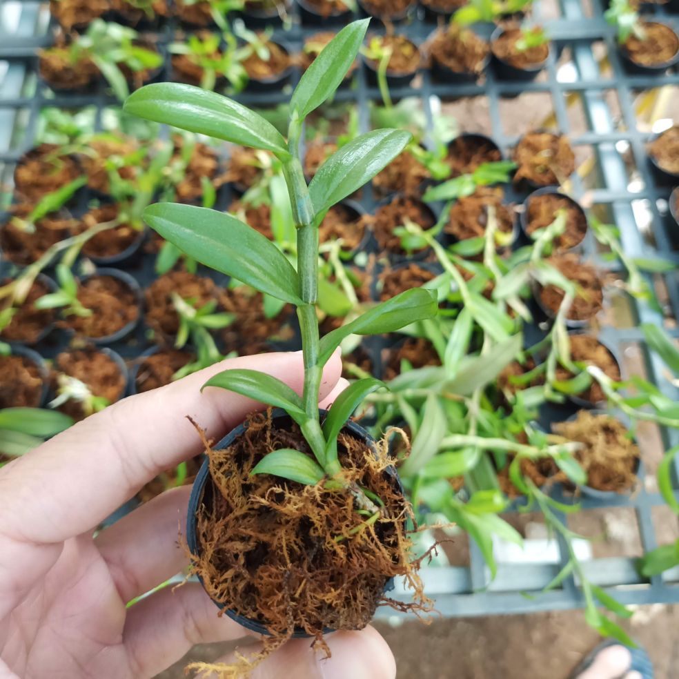 Cây giống lan Giả Hạc Phi Điệp gieo hạt