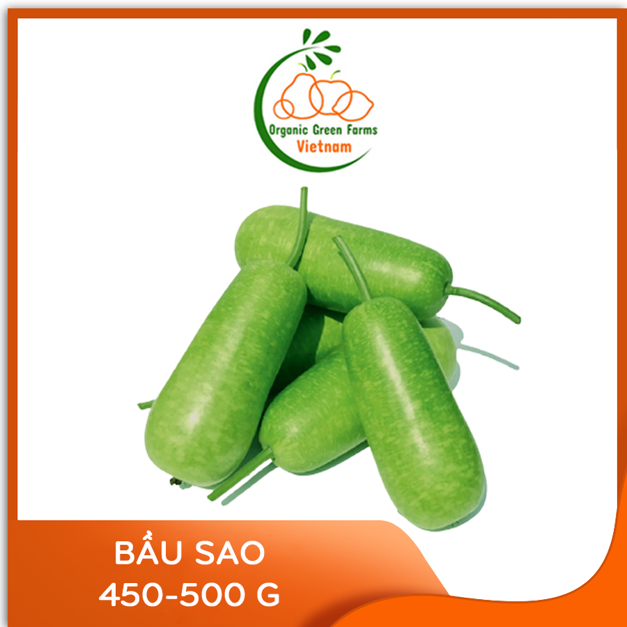 [OGF] - Bầu sao ( 450 - 500 g) - [Giao nhanh TPHCM]