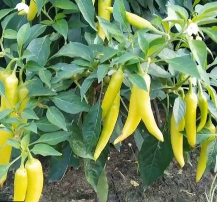 Hạt giống Ớt sừng vàng chuẩn giống, siêu trái, dễ trồng