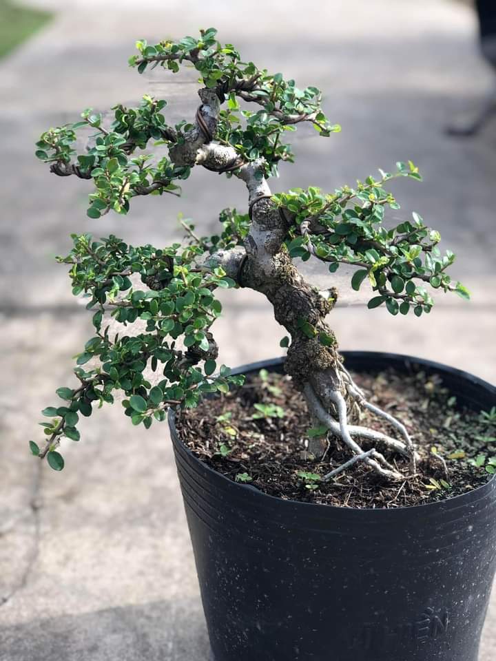 Cây sam núi trái đã tạo dáng bonsai