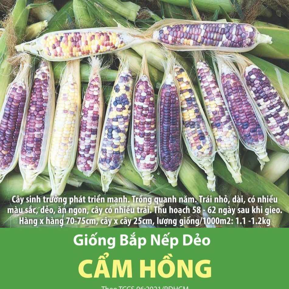 Hạt giống bắp nếp dẽo cẩm hồng