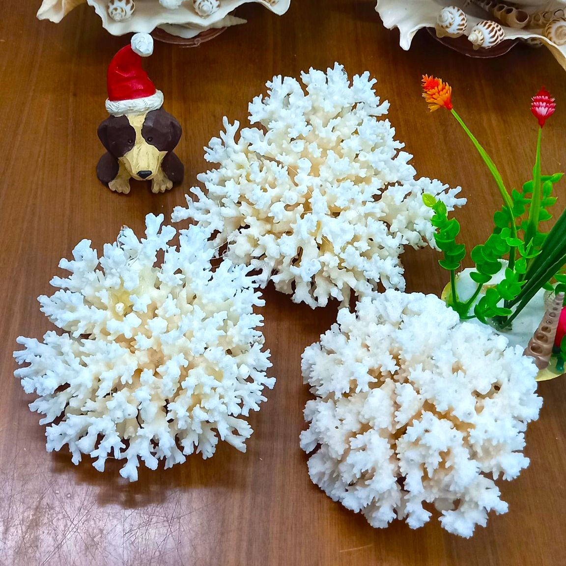 San hô trang trí bể cảnh, thủy sinh, decor chụp ảnh