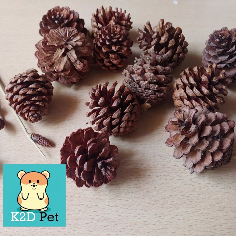 Quả thông mài răng, trang trí lồng cho hamster, sóc.