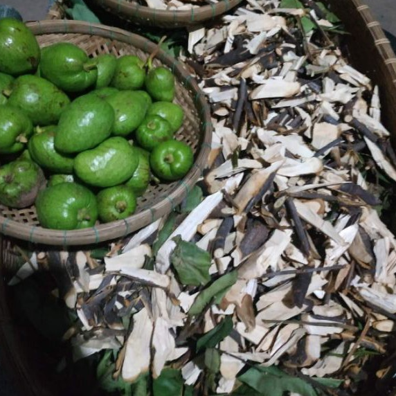 Trà Cây bình bát khô - hỗ trợ lao phổi nặng