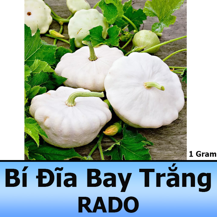 Hạt giống bí đĩa bay trắng dễ trồng 1g