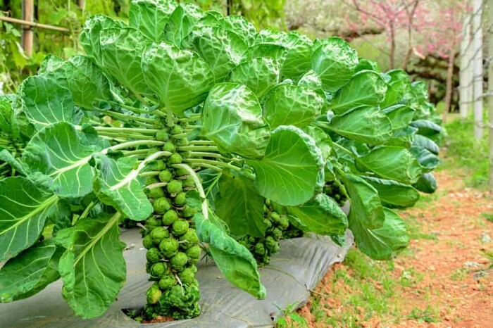 Bắp cải tí hon brussels sprout 219