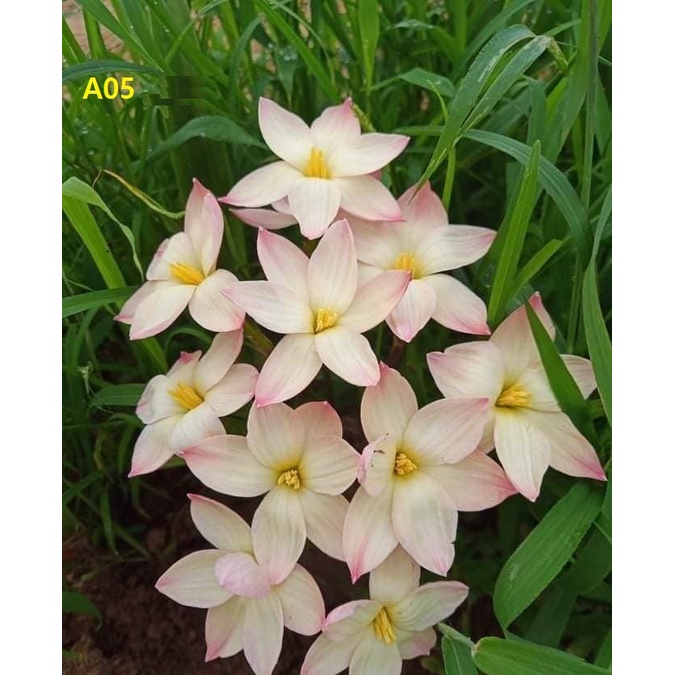 Củ hoa huệ mưa A05 Thái Lan siêng hoa, đẻ nhanh, thơm nhẹ_Củ hoa tóc tiên ngoại