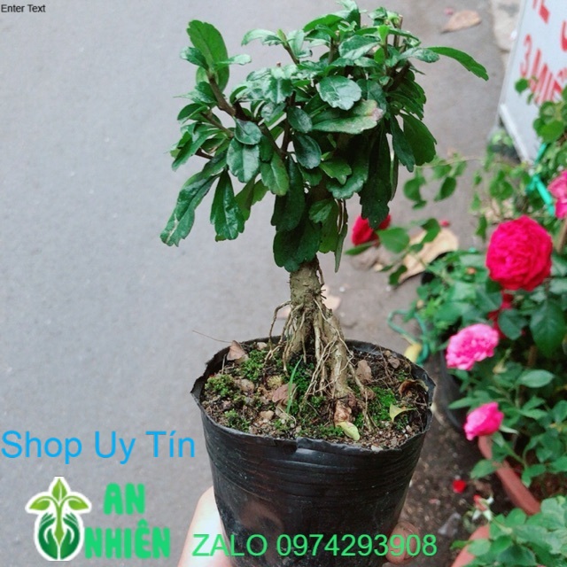 Cây Trà Phúc Kiến Bonsai Mini