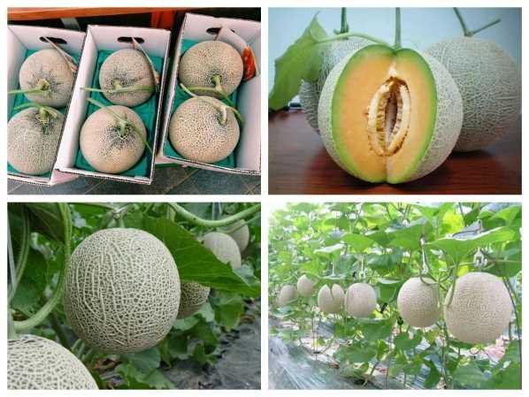 Hạt giống dưa lưới xanh 10 hạt