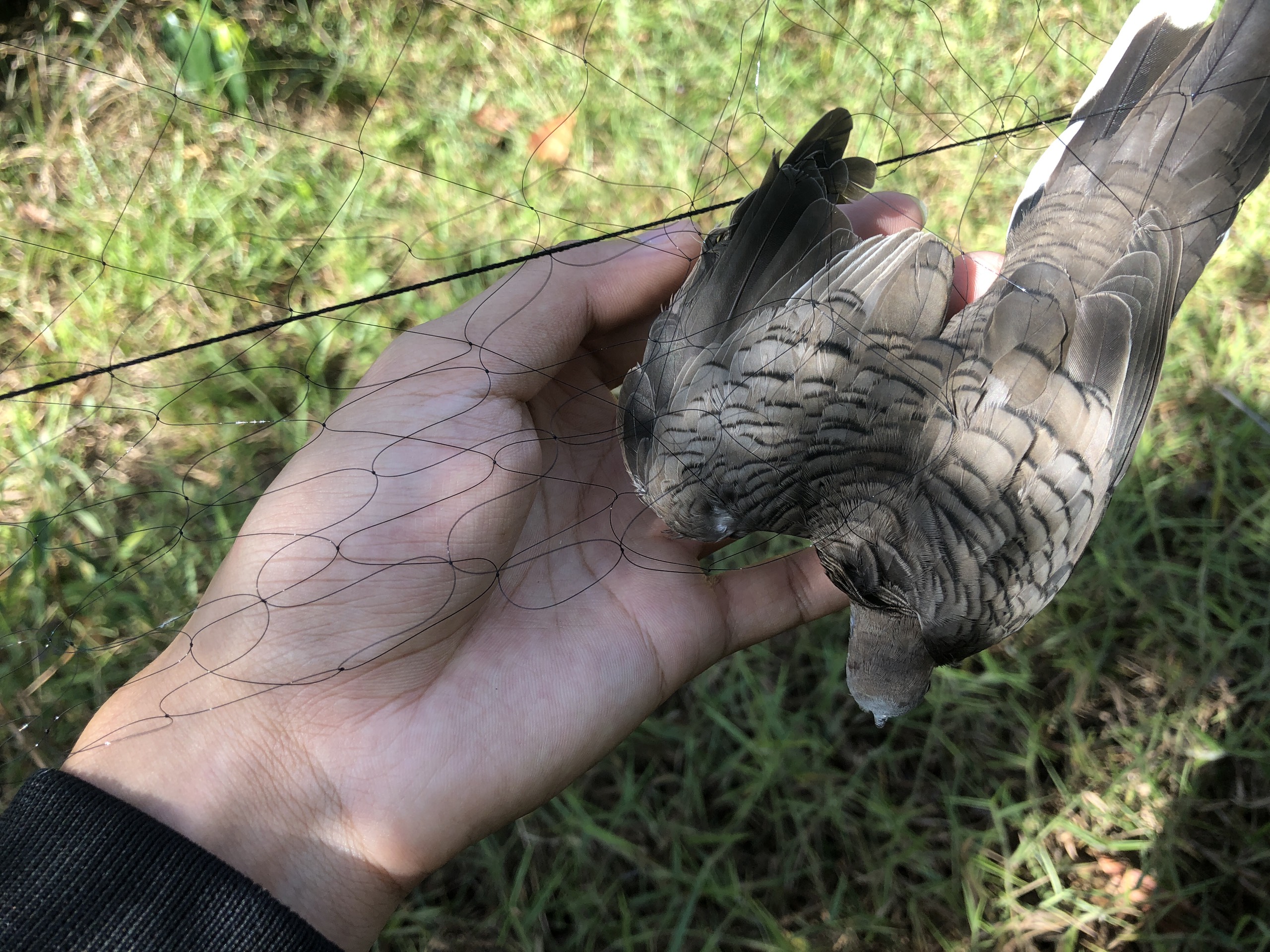 20M Lưới bẫy chim cu gáy sáo vẹt lỗ 8 phân cao 6m 5 dây 4 túi , lưới cước thái màu đen tàng hình