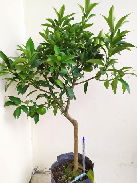 Cây giống Tắc thái trái dài (ki,m quất, quất thái, tắc mỹ, tắc vỏ ngọt) đang có trái - CayGiongTot