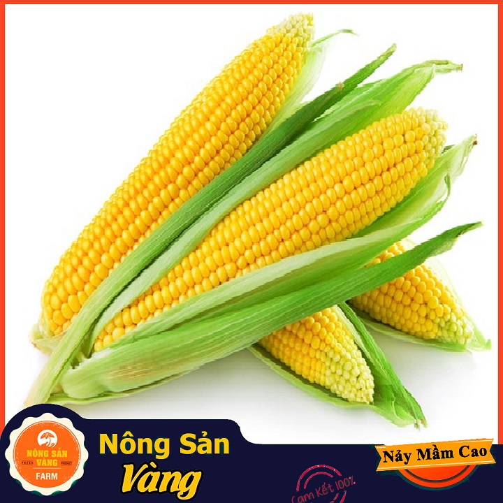 [HCM]Hạt giống Bắp Mỹ (Ngô Mỹ) ( Gói 10 Gram ) - Nông Sản Vàng