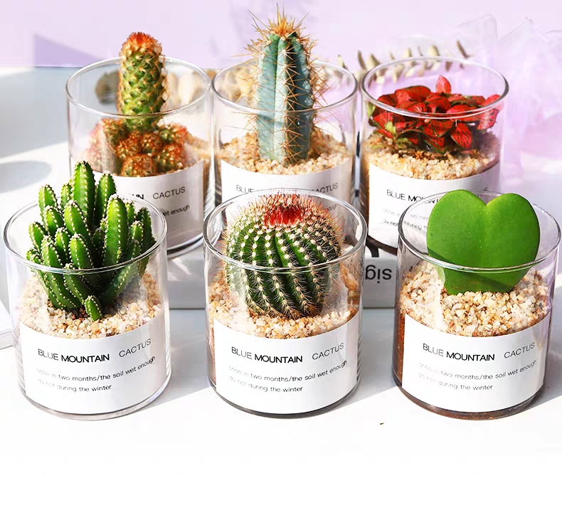 Bình Bông Lọ Hoa Trang Trí Trụ Tròn D10xH10cm, Bình Cắm Hoa, Lọ Hoa Thủy Tinh Trụ Tròn, Lọ Đèn Cầy, trụ thủy tinh