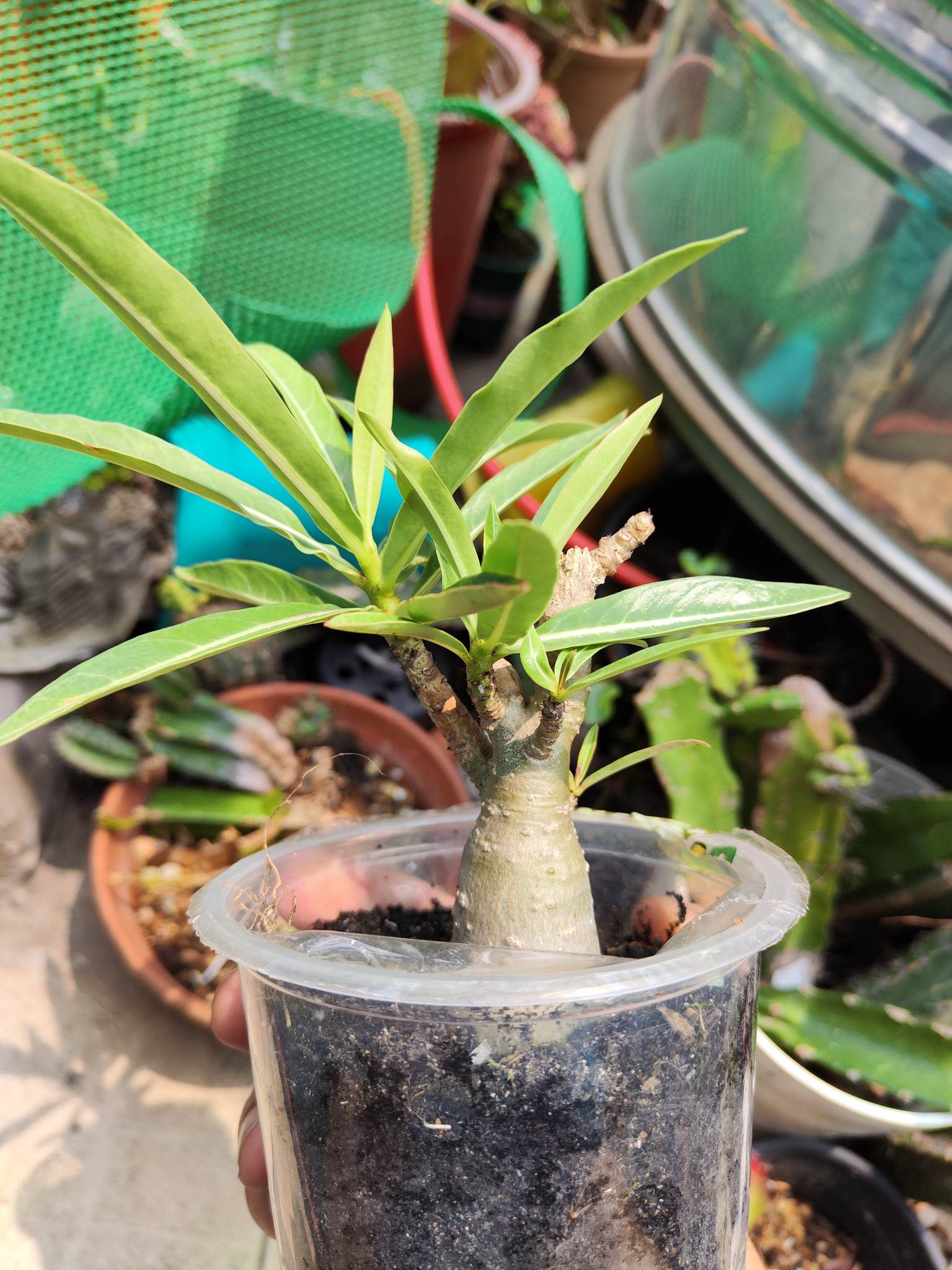 SỨ kim tự tháp khỏe đã đẻ nhánh