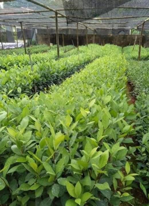 cây chè xanh giống Thái Nguyên 10 cây