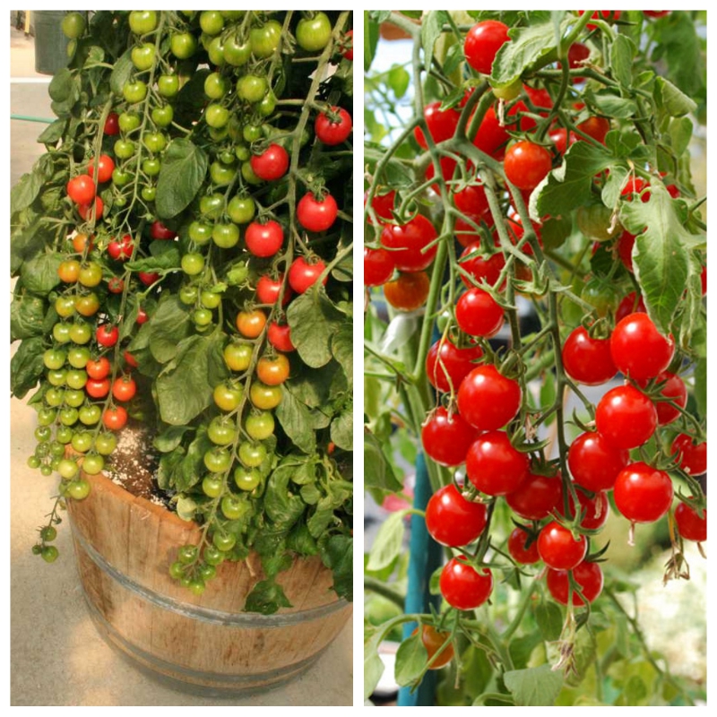 Hạt giống cà chua bi chùm đỏ