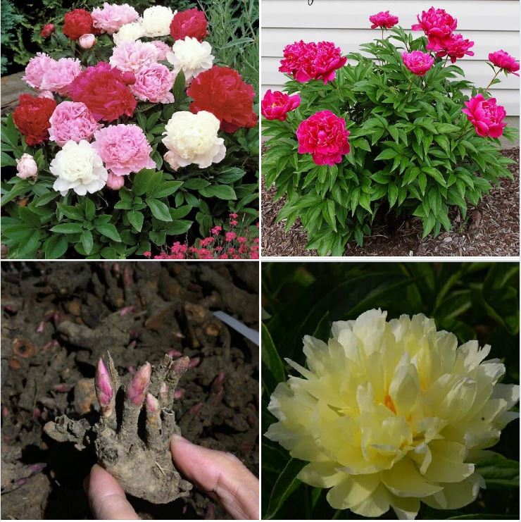Bộ 3 củ giống hoa mẫu đơn mix màu
