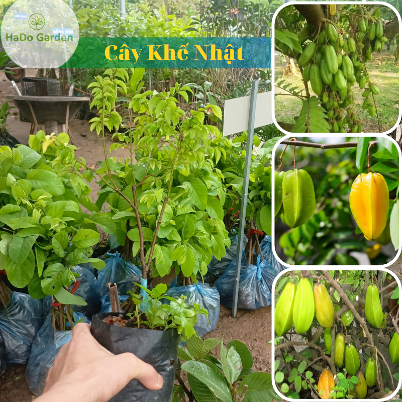 Cây Khế Nhật cây cho sân vườn vừa chơi cây vừa chơi quả.