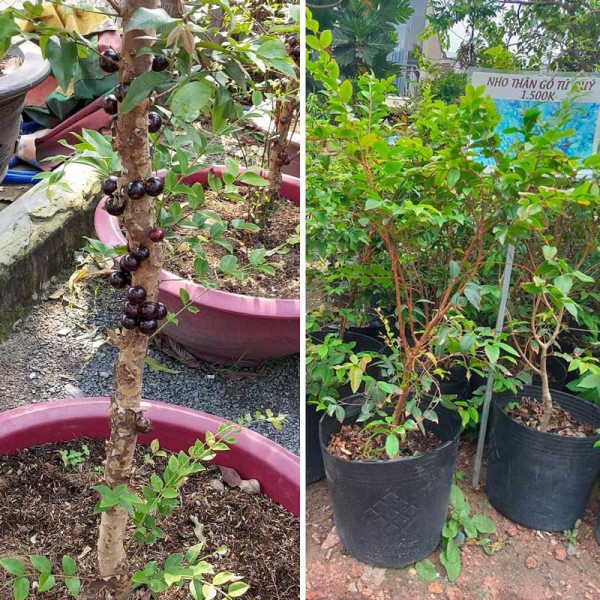 Cây giống NHO THÂY GỖ TỨ QUÝ - Cây giống F1