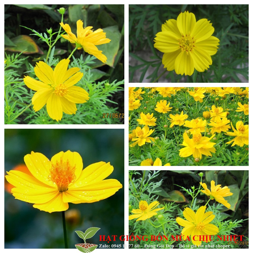 HG5B Gói 50 Hạt Giống Hoa Cánh Bướm Vàng Lùn Kép Đến Mùa Trồng Tết