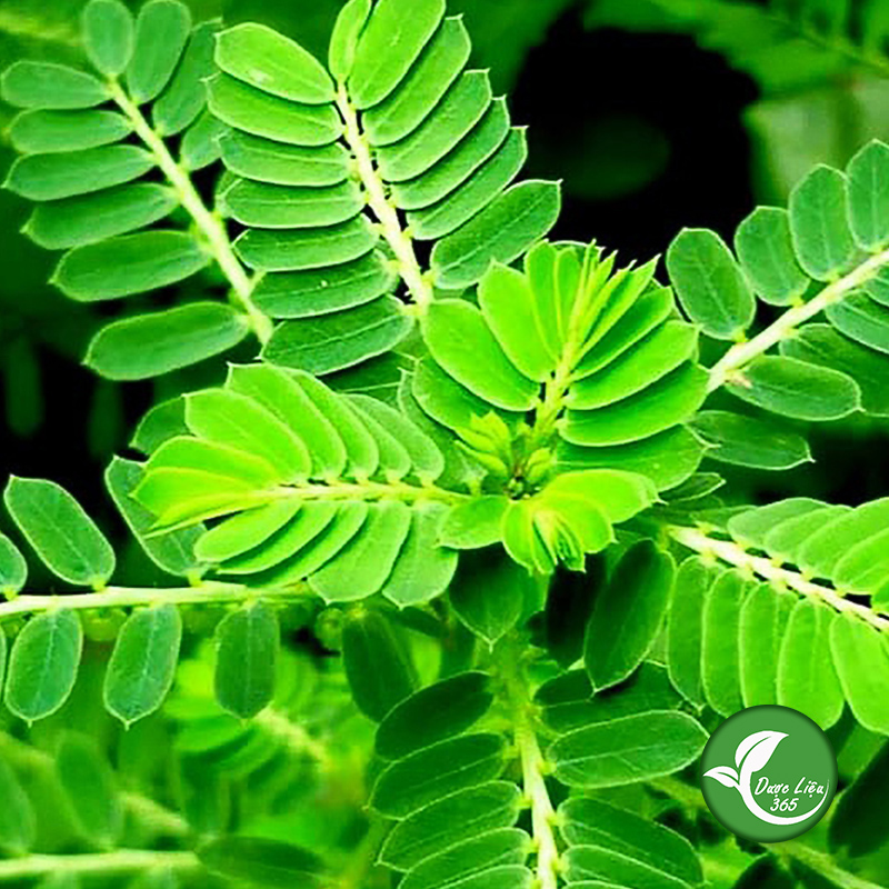 Cây diệp hạ châu - dl038
